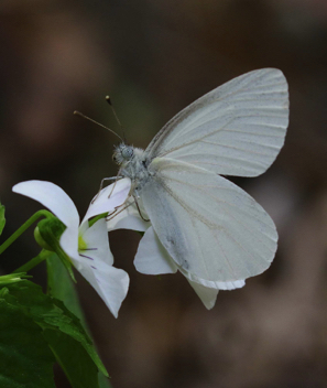 West Virginia White